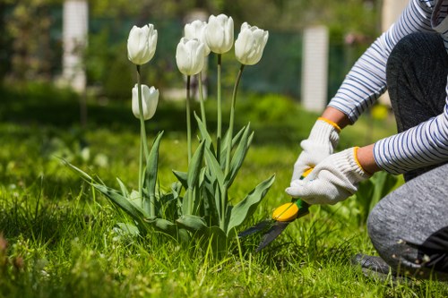 A gardener wearing a striped long-sleeve shirt, grey trousers, and white gardening gloves is kneeling on a well-maintained lawn in a residential garden, using pruning shears to tend to a small, neatly planted bed of white tulips with tall, green leaves. The flower bed is bordered by natural soil and surrounded by lush, evenly cut grass, with a backdrop of a green hedge and a white picket fence. The scene is outdoors on a bright, mild day with natural daylight illuminating the vibrant greenery and flowers, reflecting typical garden maintenance activity. This setting demonstrates professional gardening practices relevant to lawn care, flower bed upkeep, and landscape aesthetics, aligning with services offered by Gardening Services Gipsy Hill in the Gipsy Hill area near postcode SE19, ensuring a tidy, visually appealing outdoor space.