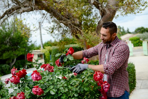 A man with short dark hair, dressed in a red checkered shirt and wearing gardening gloves, is tending to a vibrant rose bush in a well-maintained front garden. The garden features lush green grass in the foreground and a paved pathway running alongside the planting area. Behind him, there are mature trees with broad leaves providing partial shade, and a hedge line that separates the garden from the street. The background shows a suburban neighborhood with houses, utility poles, and a partly cloudy sky, suggesting a mild and pleasant day. The scene depicts outdoor maintenance activity typical of gardening services in Gipsy Hill, with natural tones of green, red, and earth colours reinforcing a peaceful, landscaped outdoor environment suitable for residential gardening care.