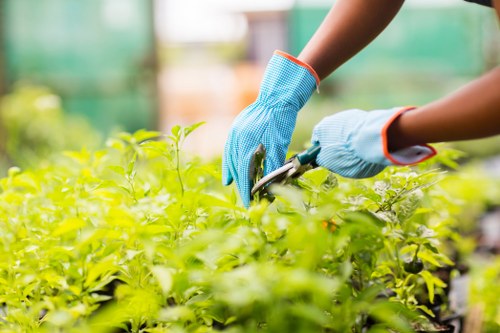 A close-up view of a gardener's hands wearing blue gardening gloves, working with pruning shears among lush green hedge plants in a well-maintained outdoor garden. The hedge features vibrant, healthy foliage, with a dense, uniform appearance, and is set against a background of a garden shed and blurred greenery, indicating a sunny day with natural light illuminating the scene. The image depicts careful trimming and maintenance of garden hedges, typical of professional gardening services in Gipsy Hill, suggesting a tidy, landscaped outdoor space with a variety of shrubbery and well-kept plant beds, reflecting the attention to detail provided by companies like Gardening Services Gipsy Hill.