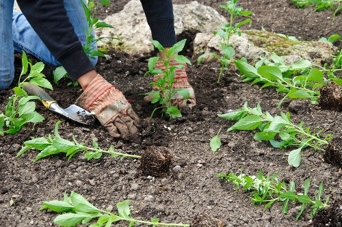Team reviewing garden maintenance records