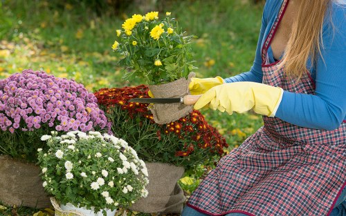 A woman wearing yellow gardening gloves and a checkered apron is kneeling in a garden, tending to a collection of potted chrysanthemums in vibrant shades of purple, white, and yellow. The garden features a neatly maintained lawn with lush green grass visible in the background, along with various flower beds and shrub borders. The plants are healthy and well-organized, with some flowers in full bloom. The scene takes place outdoors on a bright, possibly slightly overcast day, with natural lighting illuminating the colorful flowers and garden surfaces. The woman appears to be carefully arranging or inspecting the plants, reflecting professional gardening or landscaping care typical of services offered in Gipsy Hill. This setting highlights a well-kept outdoor space suitable for ongoing maintenance and garden enhancement by Gardening Services Gipsy Hill.